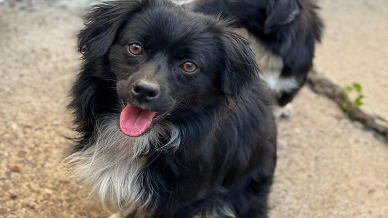 10 Things to Know Before Bringing Home a Rescue Dog
