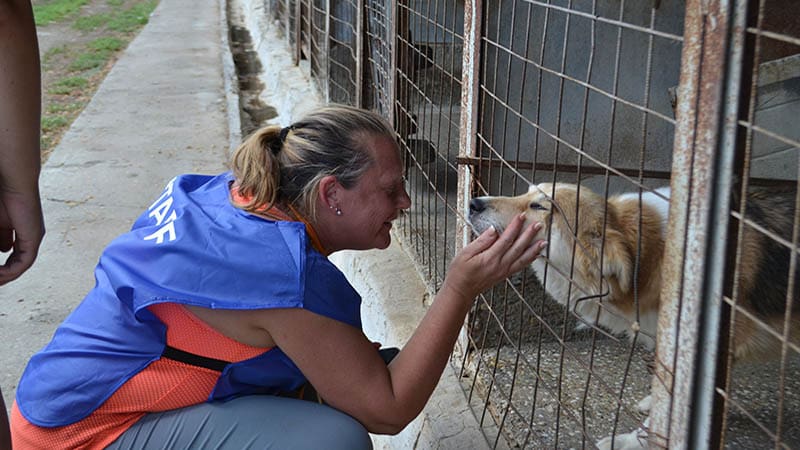 What shelter dogs teach us about love, patience, and resilience