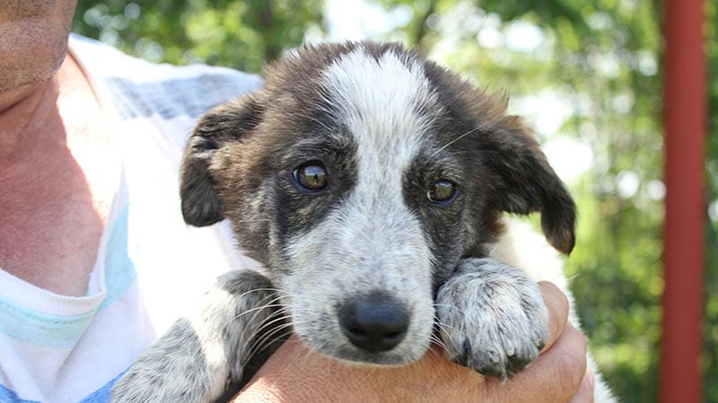 How donations transform the lives of shelter animals