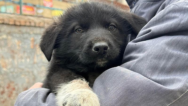 A Guide to Volunteering at Your Local Dog Shelter