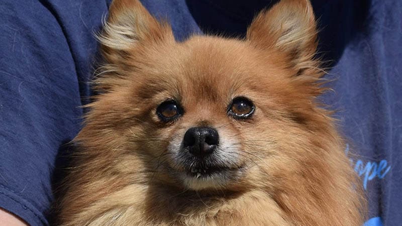 Why senior dogs make wonderful companions