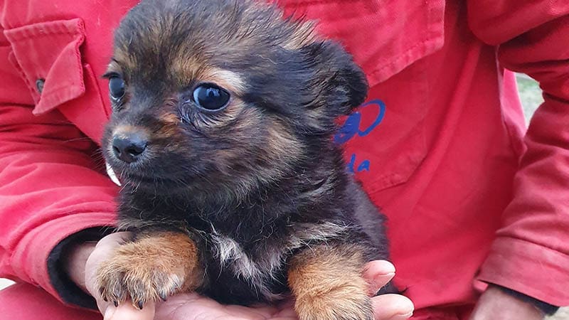Daily care checklist to keep your dog happy and healthy