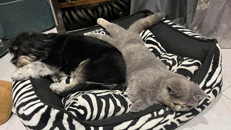 How to introduce your adopted dog to other pets