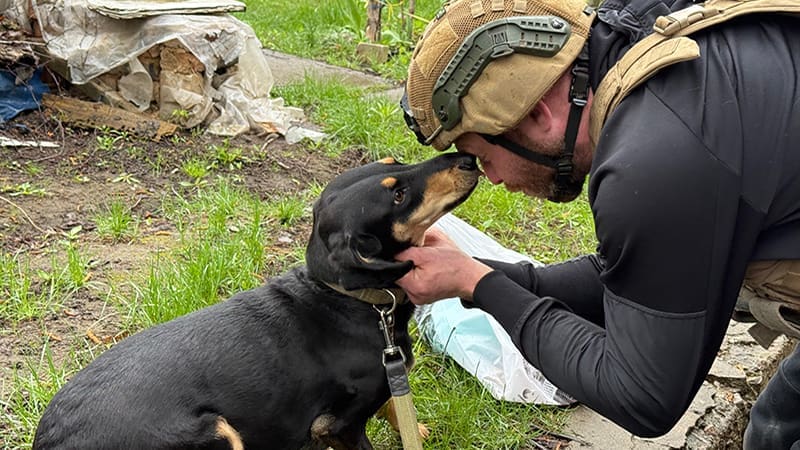 The healing power of dogs: why they’re more than just pets
