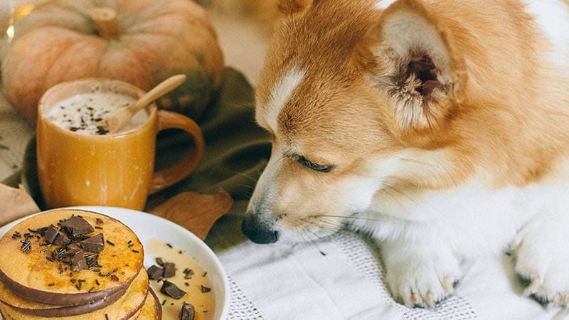 Homemade dog treats: easy recipes your pup will love
