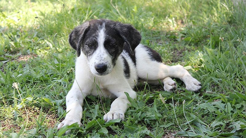 Signs your dog might need a vet visit: don’t ignore these symptoms