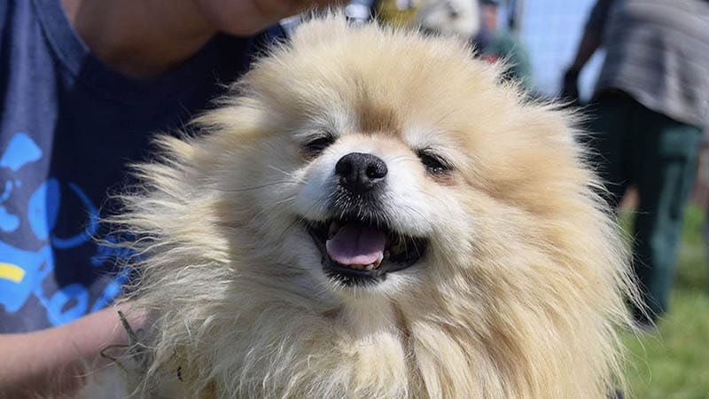 Adopt, don’t shop: the true impact of saving a shelter dog