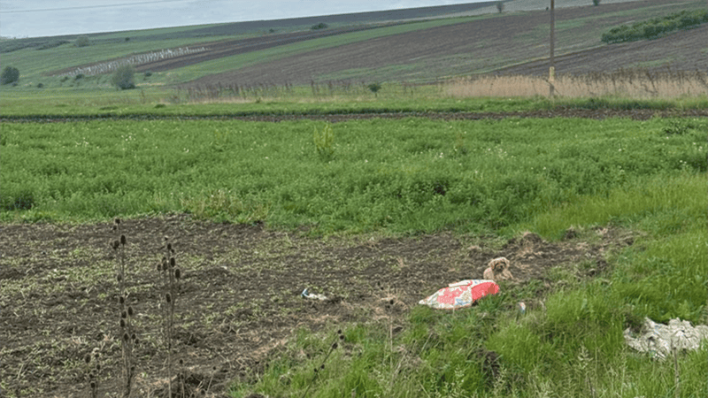 Abandoned in a Bag: A Romanian Rescuer's Personal Story from Târgu Frumos