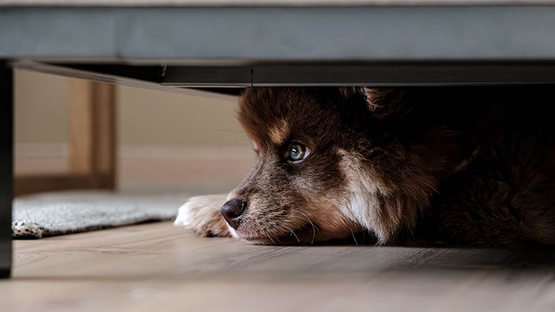 How to Help Your Dog Overcome Separation Anxiety