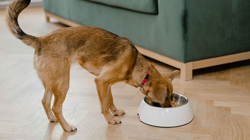 Dog nutrition decoded: what your furry friend really needs