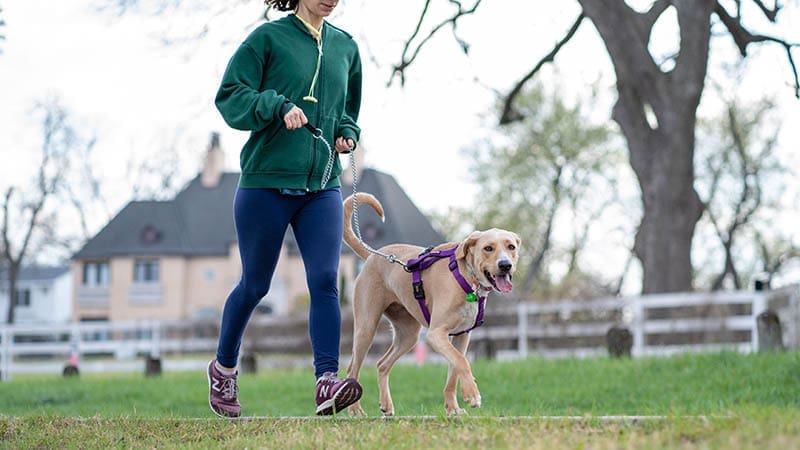 Seasonal Dog Care: Keeping Your Pup Healthy Year-Round