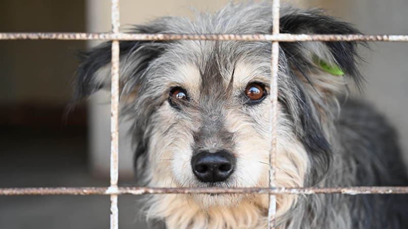The Ripple Effect of Adopting One Dog from a Crowded Shelter