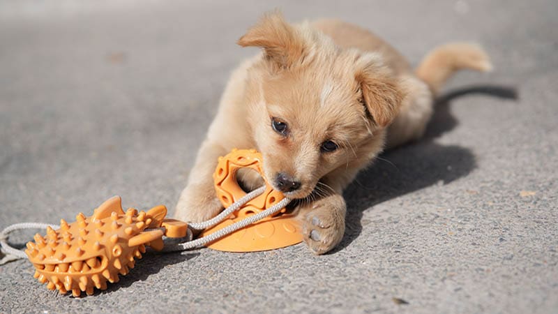 Best Toys for Mental Stimulation in Dogs of All Ages