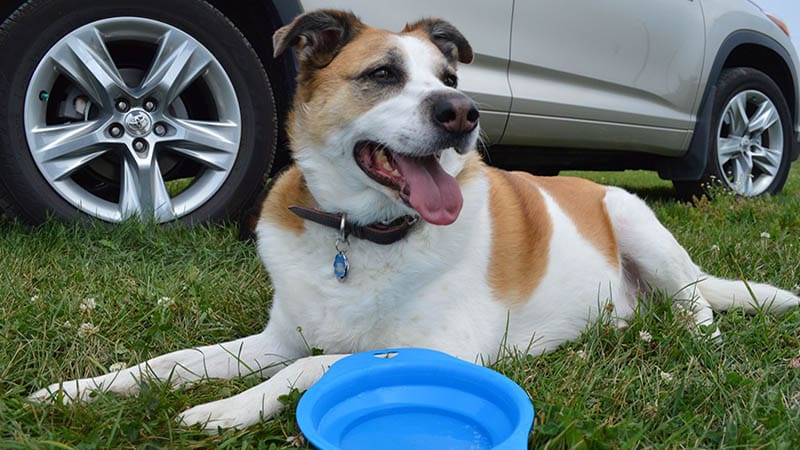 What to include in your dog’s emergency kit