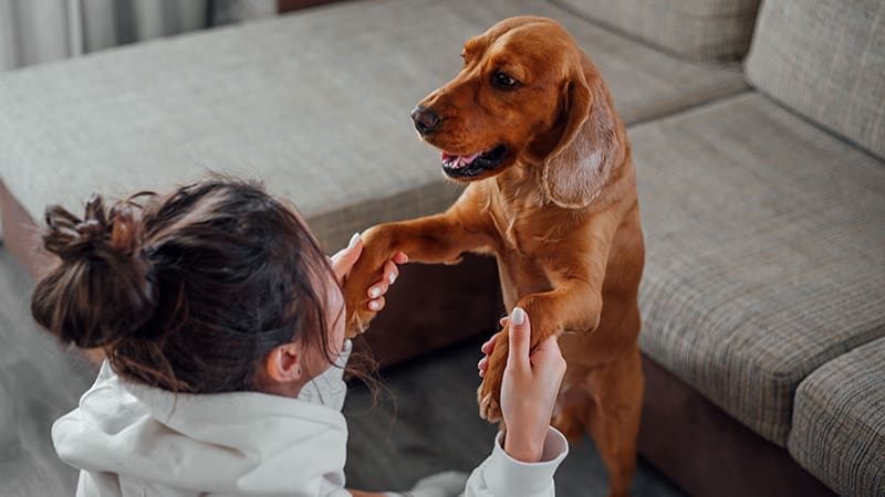 How consistent playtime enhances your dog’s physical and emotional health