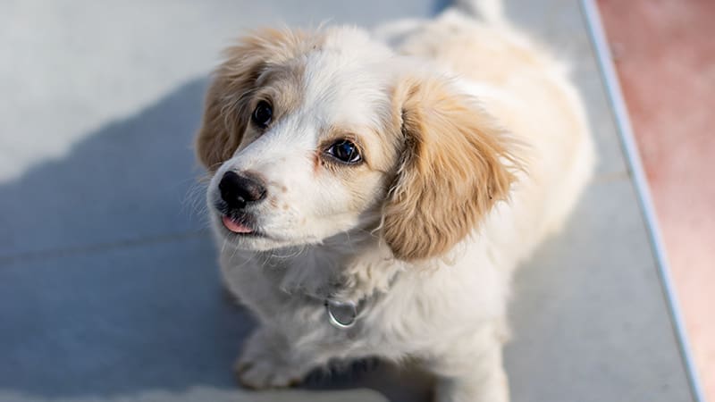 Essential Training Tips for Your Newly Adopted Dog