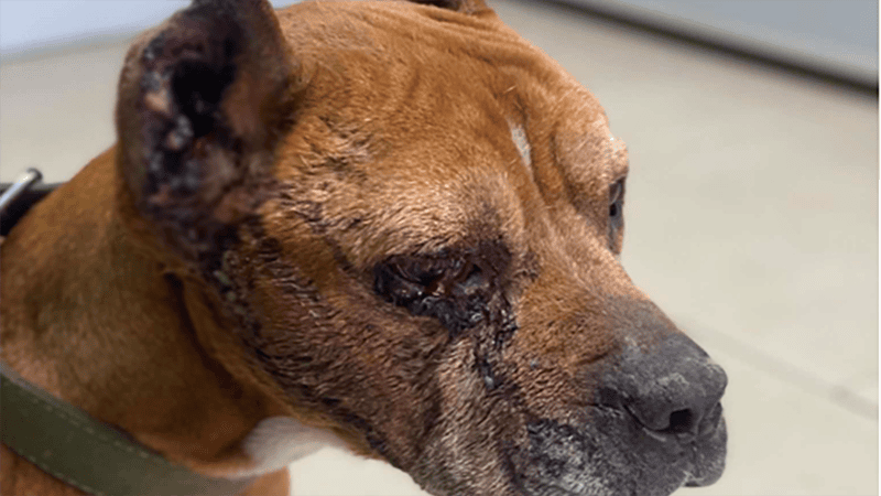 Borya: The Dog Who Asked Soldiers for Help