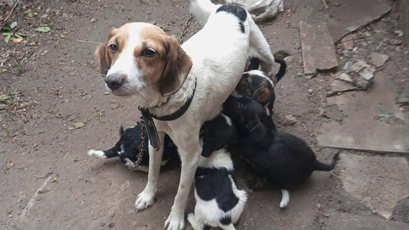 How Monthly Donations Create Lasting Change for Shelter Animals