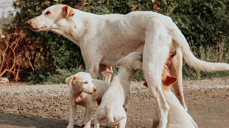 The Unsung Heroes Behind Every Successful Dog Rescue