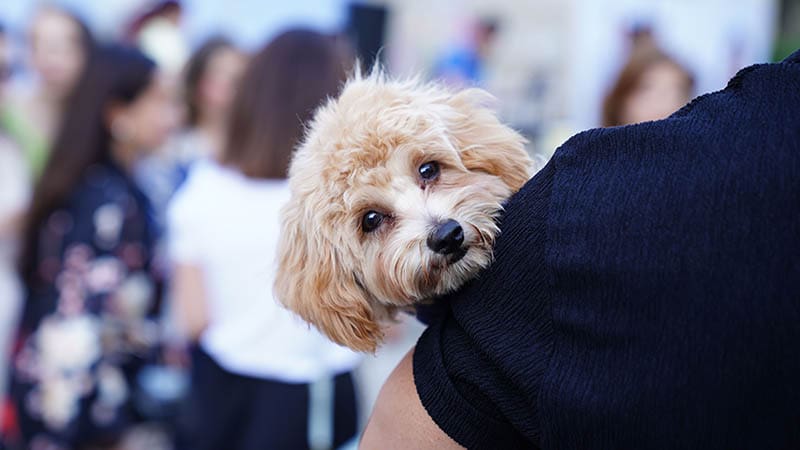 The Connection Between Responsible Pet Ownership and Fewer Homeless Dogs