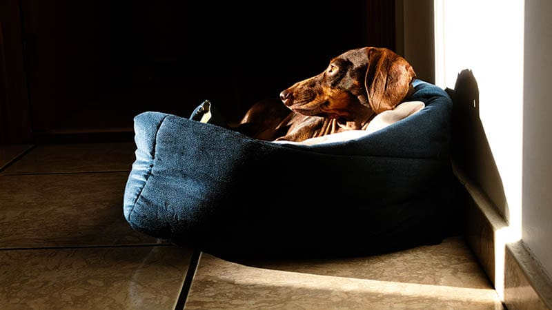 Creating a stress-free environment for your rescue dog