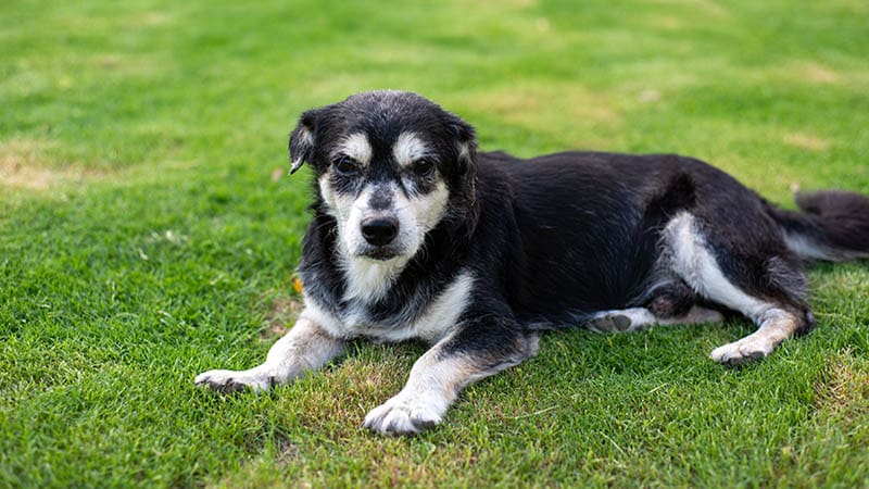 Caring for Senior Rescue Dogs: Giving Love When They Need It Most