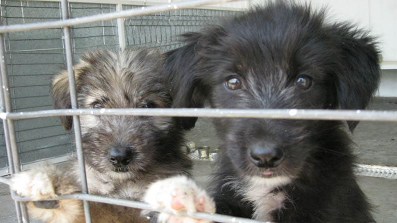 What It Really Takes to Care for Hundreds of Rescue Dogs Every Year