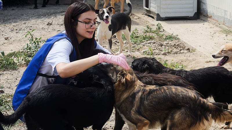 A Day in the Life of a Volunteer at a Dog Rescue Shelter