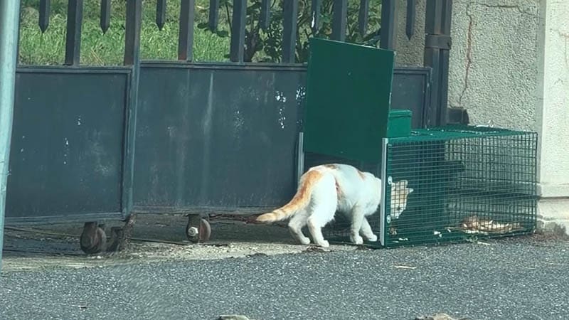 Alma: The Cat Everyone Saw and No One Helped