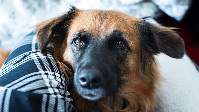 The Life-Changing Impact of Dog Adoption on Both Pets and Their New Families