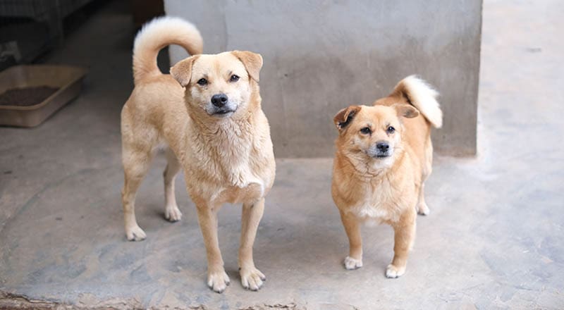 Supporting Rescue Dogs Through Donations When Adoption Is Not an Option