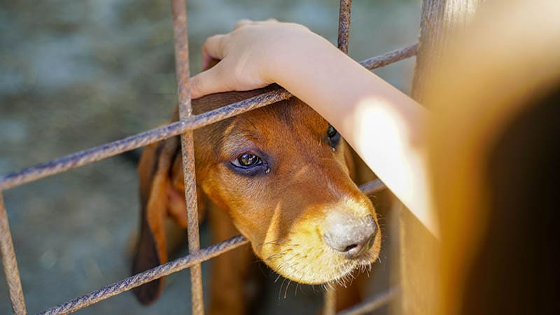 Why Legacy Donations Can Create a Brighter Future for Shelter Dogs