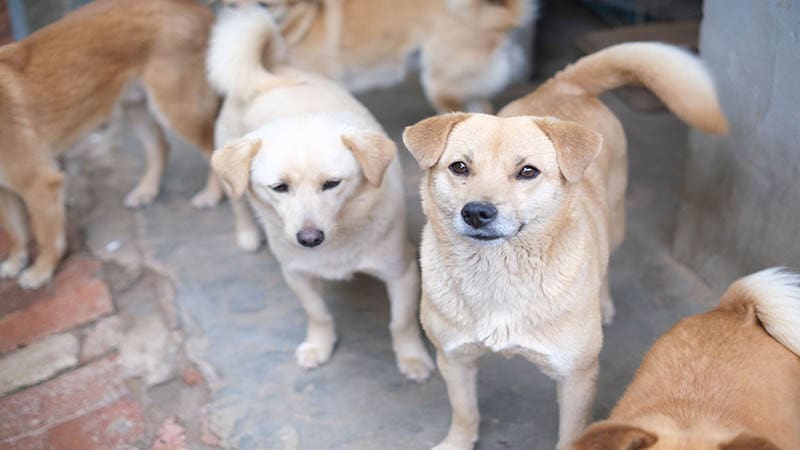How Adopting a Rescue Dog Supports a Larger Mission of Animal Welfare