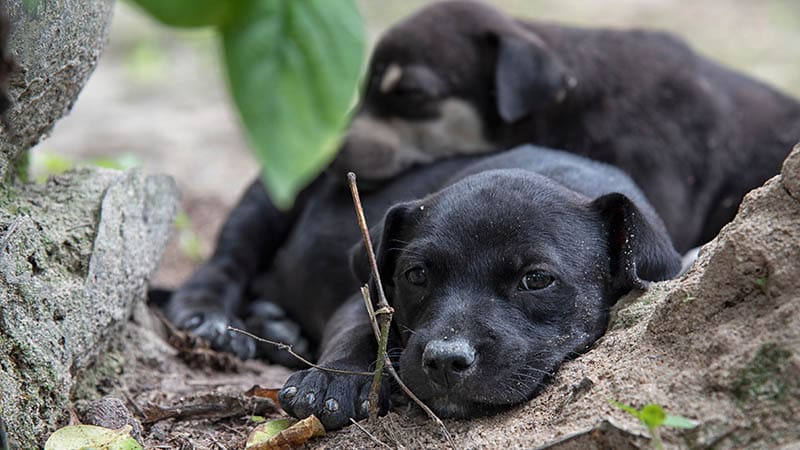 Creating Hope for Homeless Dogs: How Every Act of Kindness Makes a Difference
