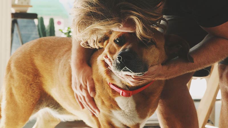 How Community Support Helps Rescue Organizations Save More Dogs Every Year