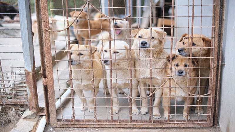 The Untold Stories of Dogs Waiting for Their Forever Homes
