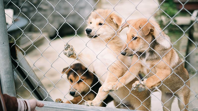 Why Regular Donations Are Essential for Keeping Rescue Shelters Running