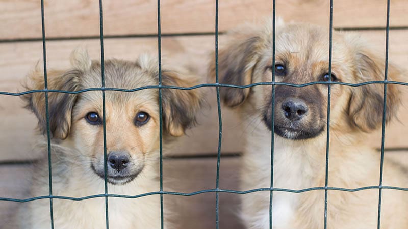 Why Shelter Dogs Need More Than Food and Shelter to Recover