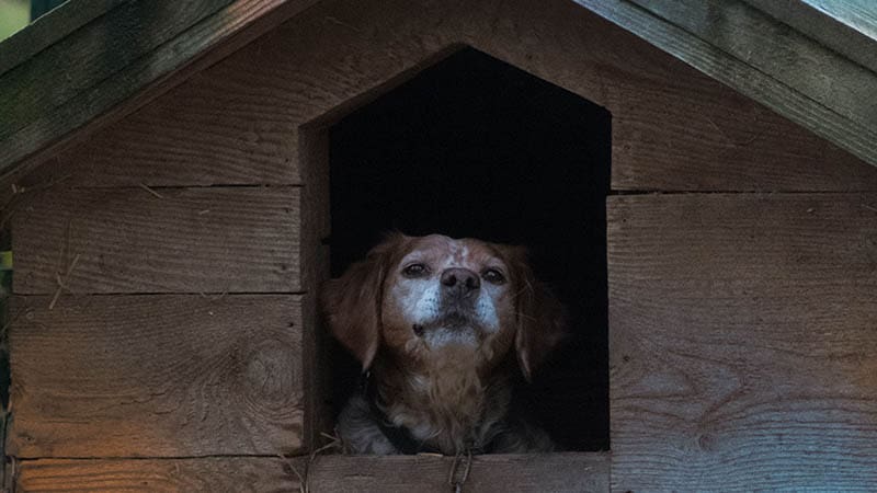 How Sponsoring a Shelter Dog Can Change a Life Before Adoption