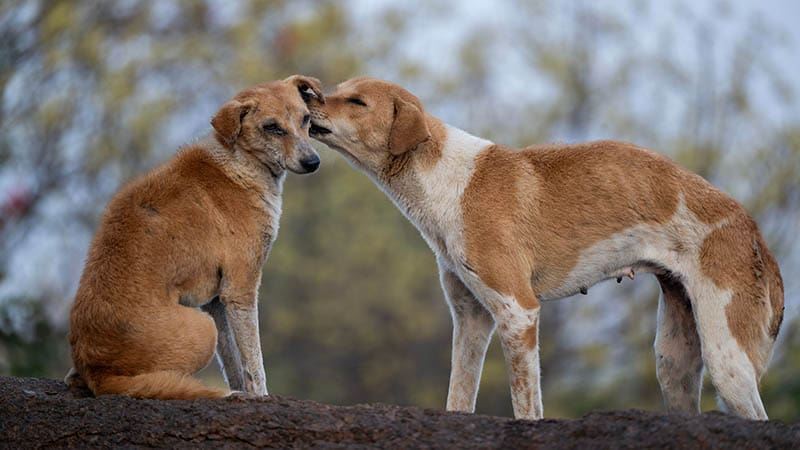 Building a Better Future for Stray Dogs Through Rescue, Care, and Compassion