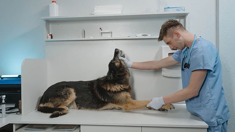 The Role of Veterinary Care in Helping Rescue Dogs Thrive