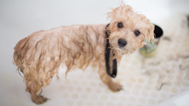 How Often Should You Bathe Your Dog? A Practical Guide for Every Coat Type