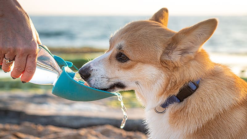 Why Is My Dog Drinking So Much Water? When Thirst Becomes a Warning Sign