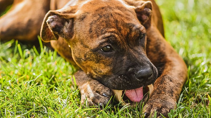 Why Do Dogs Eat Grass? What Does This Common Behavior Really Mean