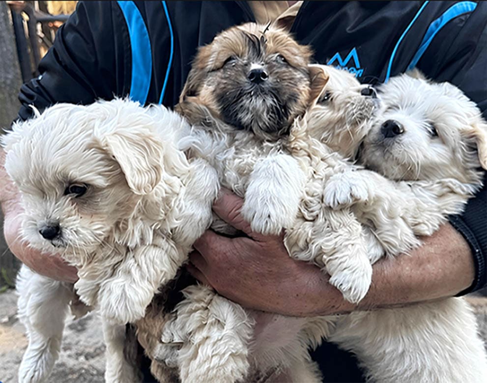 Wherever Disaster Strikes, animals need someone who is ready